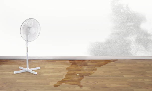 Best Carpet water damage restoration  in Osseo, WI